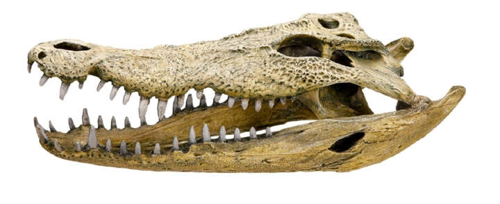 Nobby Aquariendeko Aqua Ornaments Krokodilschädel XXL